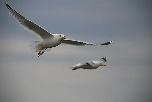 Short Stay De Rode Kers Harlingen Kültér fotó